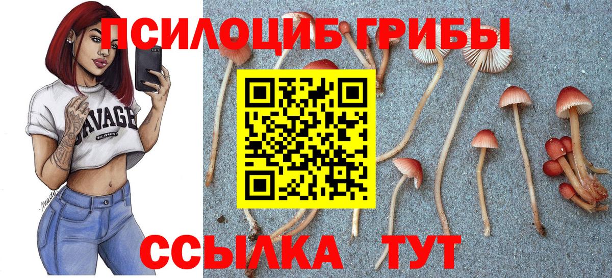 Псилоцибиновые грибы GOLDEN TEACHER Моздок